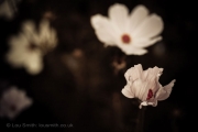 Flower Photography