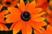 Flower Photography