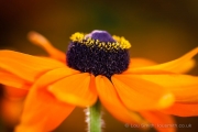Flower Photography