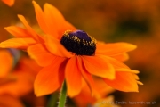 Flower Photography