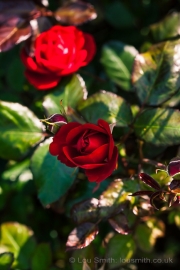 Red Roses Symbolise Love