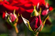 Red Roses in Greenwich Park Rose Garden