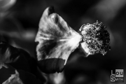 Black and white macro photography