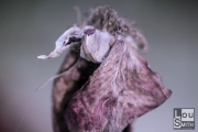 Macro Photography