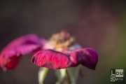 Macro Photography