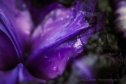 Macro Photography Flowers in Close Up