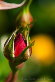 Red Rose Buds, Macro Photography