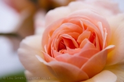 Macro Photography Flowers