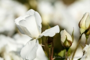 Flower Photography in the Rose Garden
