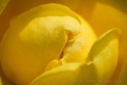 Flower Photography in Greenwich Park