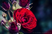 Red Roses Macro Photography