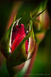Red Rose Buds, Macro Photography