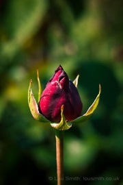 The Sweetest Rose Buds in June