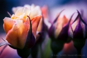 Flower Photography Roses