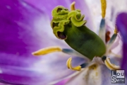 Macro Photography