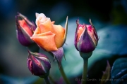 Macro flower photography