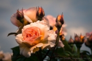 Rose Garden, Greenwich Park, London