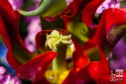 Red Tulips