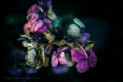 Summer Flowers