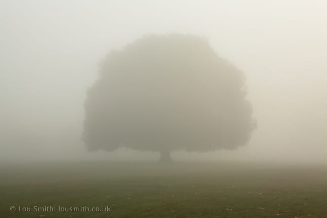 Mist in the Park