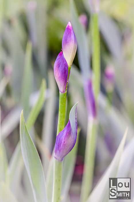 Iris Flowers Tempting Light