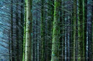 Dartmoor Forest 