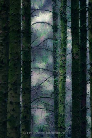 Enchanted Dartmoor Forest