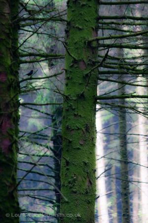 Dartmoor Trees