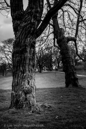 Ancient Trees in Greenwich Park